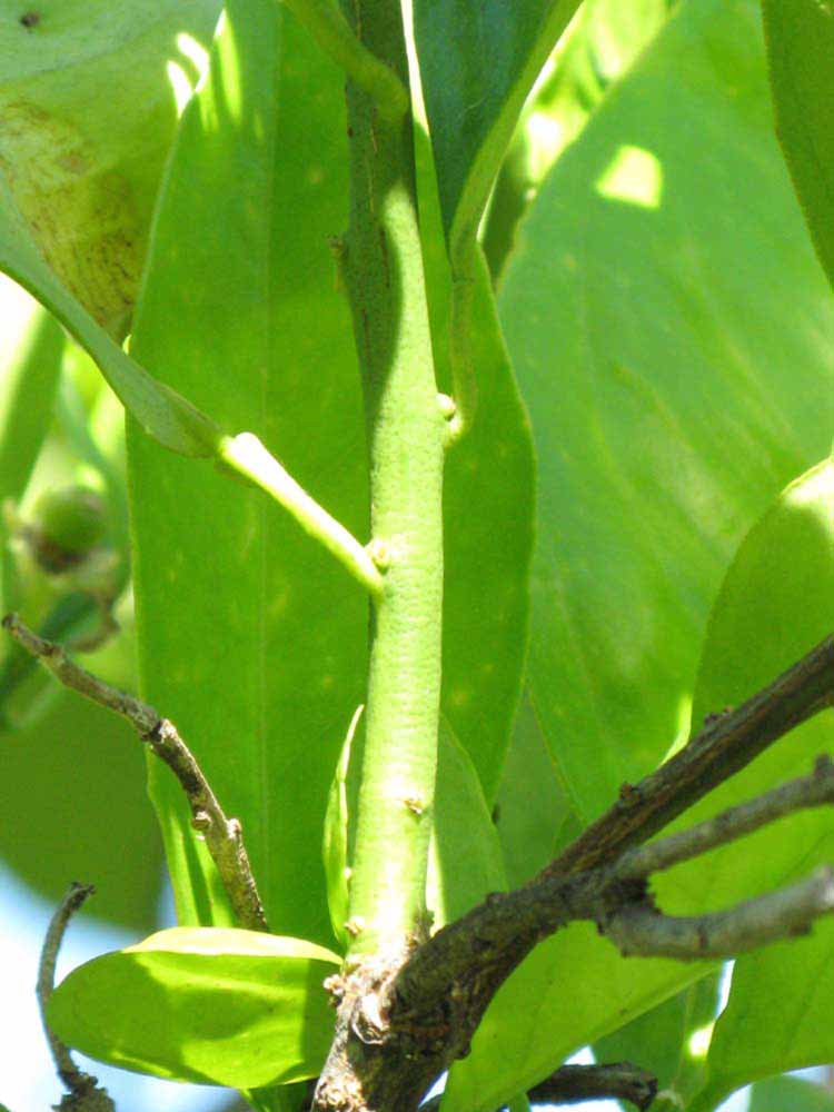            First year twig (Winter Haven, FL)   